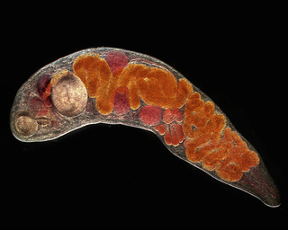 Illustration for article titled Remarkable Nikon Small World Microscope Photography Winners